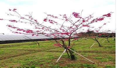 紅梅報春|低需冷性櫻花品種‘桃園1號